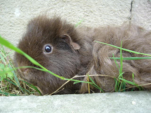 Zvědavec